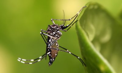 Aedes_aegypti