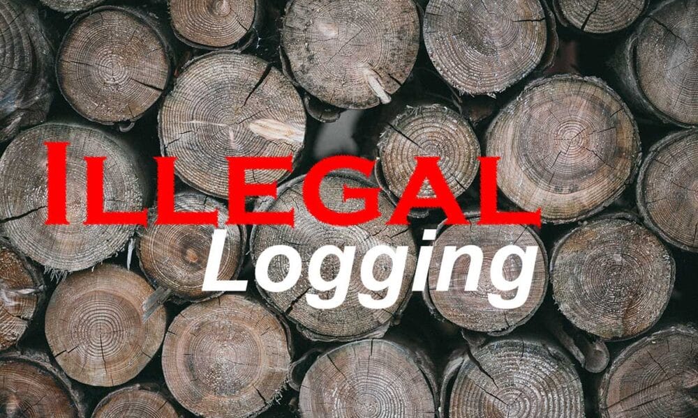 illegal-logging