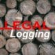 illegal-logging