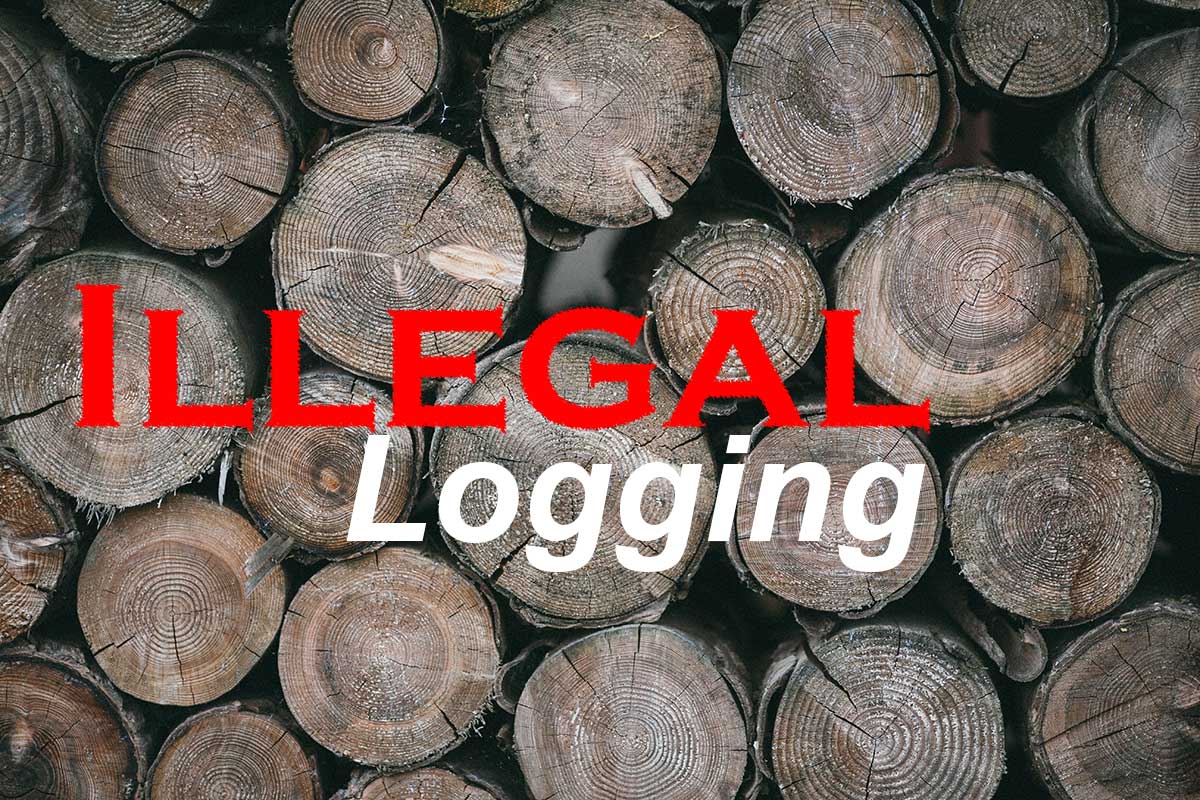 illegal-logging