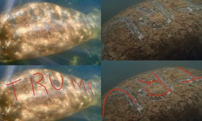 Trump Manatee