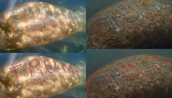 Trump Manatee