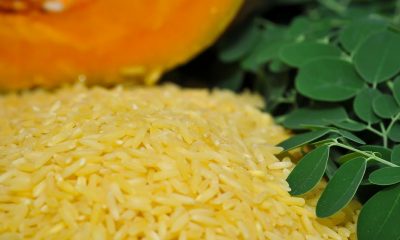 Golden Rice