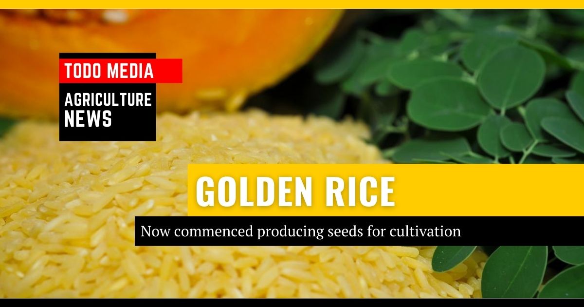 Golden rice commercial propagation