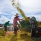 2,092 RICE FARMER SA BAYAN NG NEW WASHINGTON, MAKAKATANGGAP P5K CASH ASSISTANCE MULA SA DA