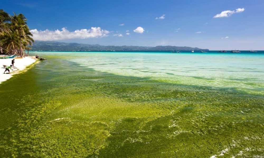 LUMOT SA BORACAY, NATURAL TUWING SUMMER SEASON BIARMG Radyo Todo