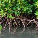 Mangrove sa Kalibo Bakhawan Eco-Park