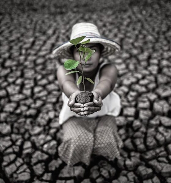 Women are sitting holding seedlings are in dry land in a warming