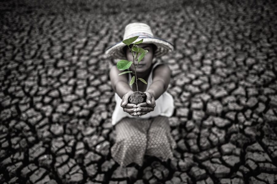 Women are sitting holding seedlings are in dry land in a warming